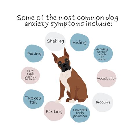 anxiety symptoms in dogs